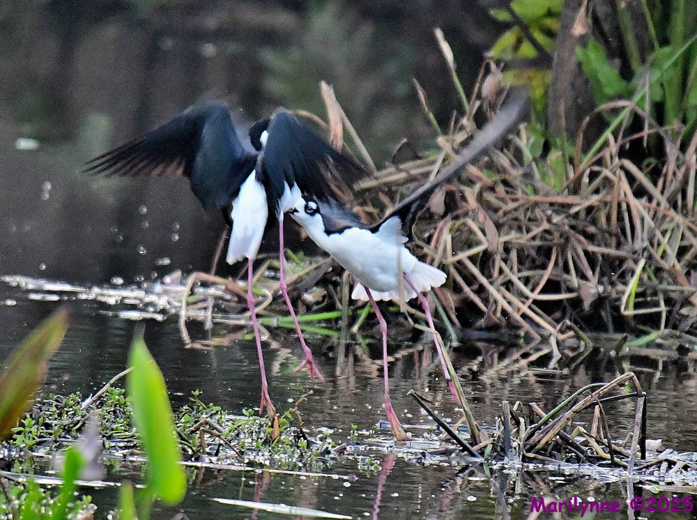 DSC_5482_001.JPG