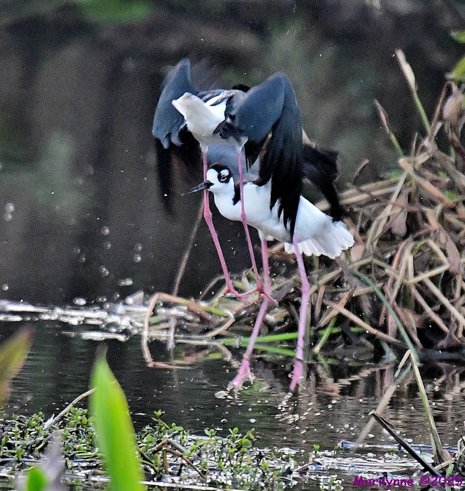 DSC_5483_001.JPG