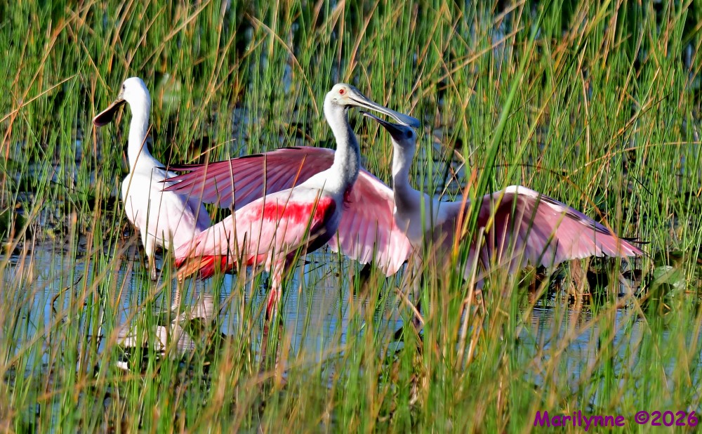 DSC_5483_001.JPG