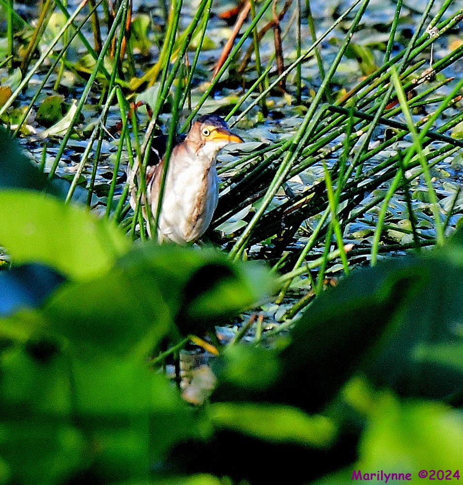 DSC_5484_001.JPG