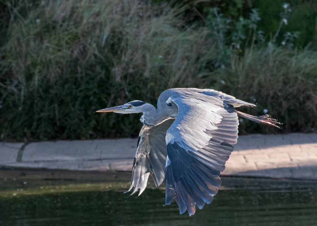 DSC_5485.jpg