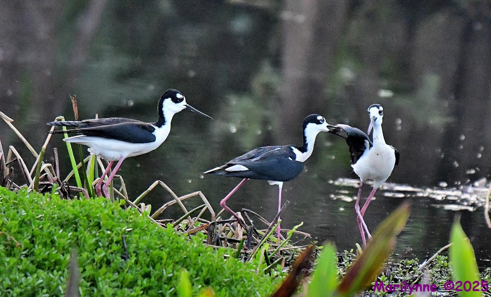 DSC_5485_001.JPG