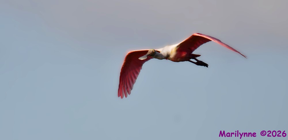 DSC_5490_001.JPG