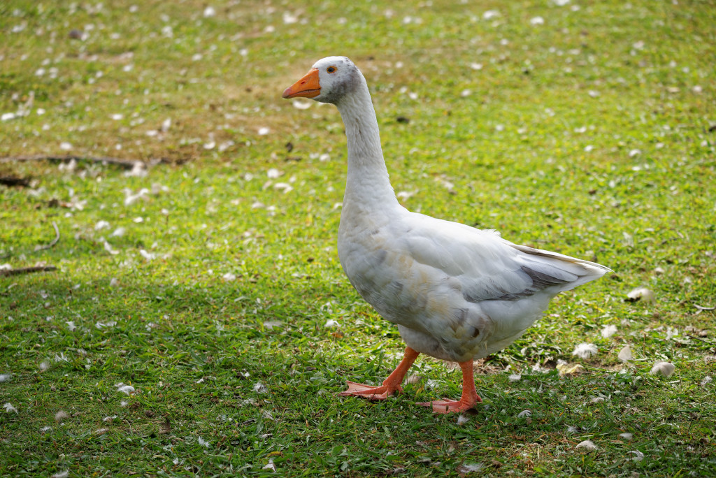 DSC_5494_DxO.jpg