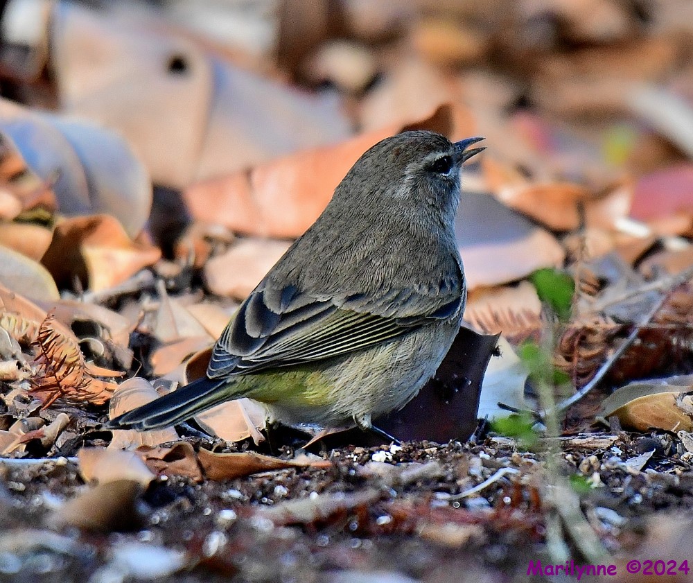 DSC_5495_001.JPG