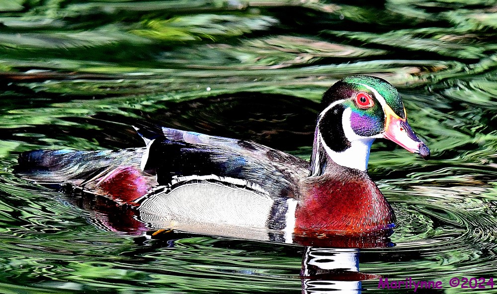 DSC_5496_001.JPG