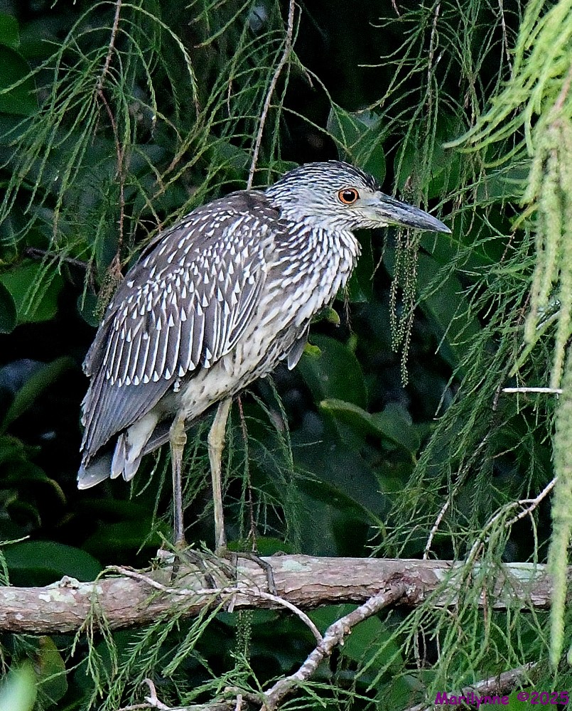 DSC_5496_001.JPG