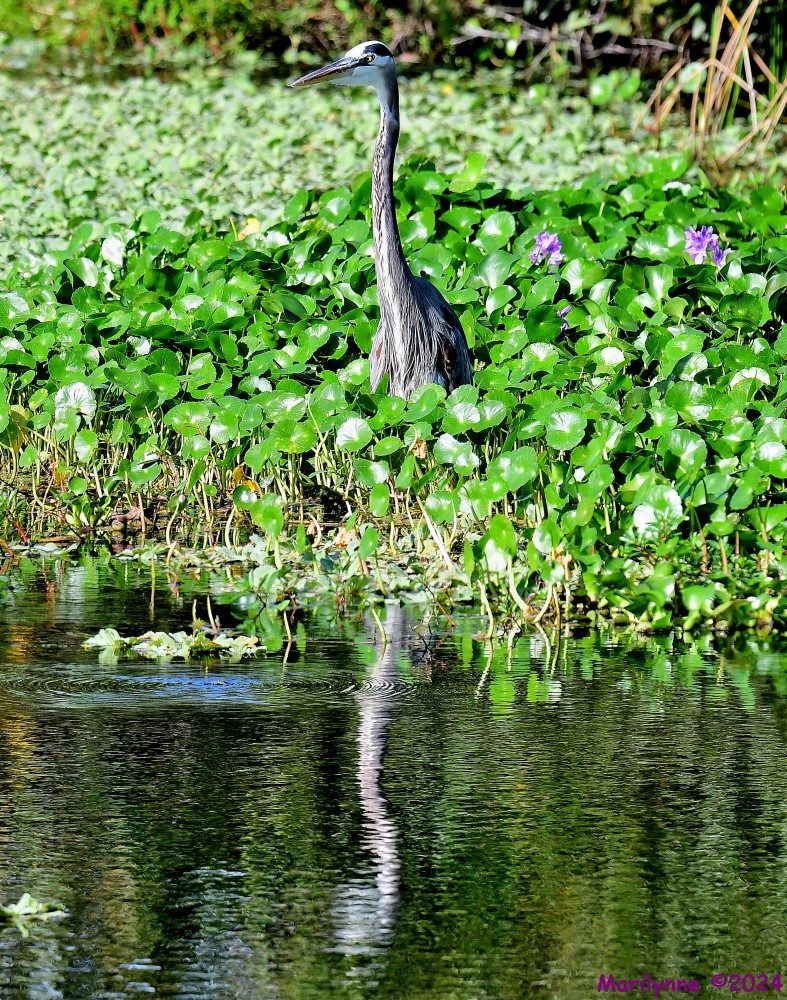 DSC_5496_stitch5_001.JPG