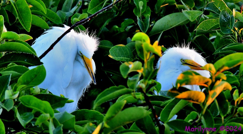 DSC_5504_001.JPG