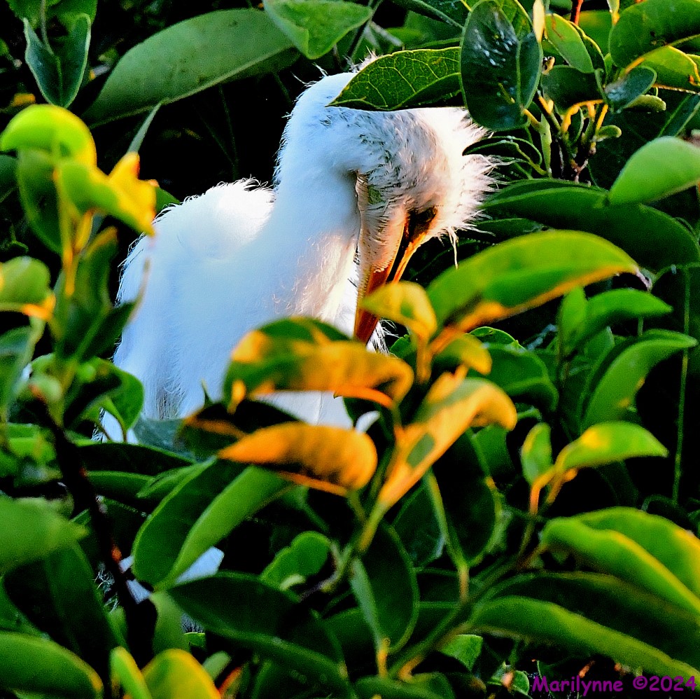 DSC_5506_001.JPG