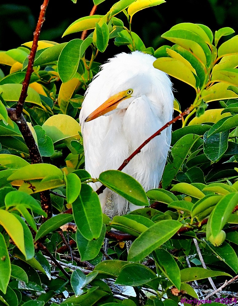 DSC_5507_001.JPG