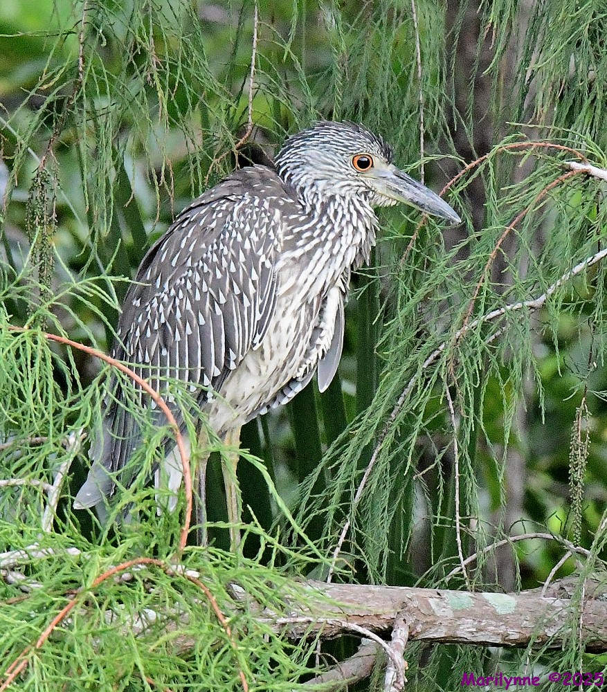DSC_5507_001.JPG