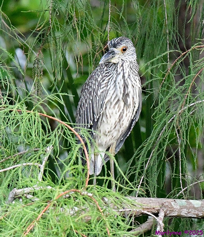 DSC_5513_001.JPG