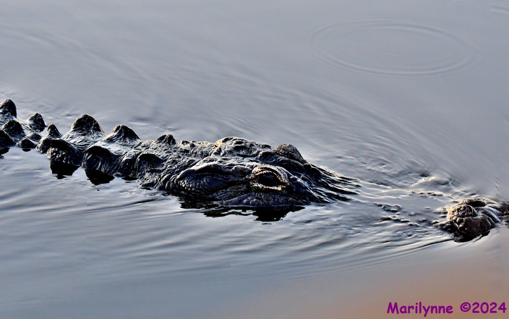 DSC_5513_stitch5_001.JPG