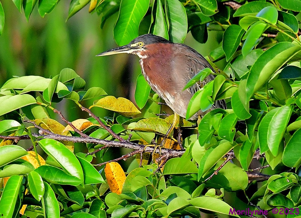 DSC_5515_001.JPG