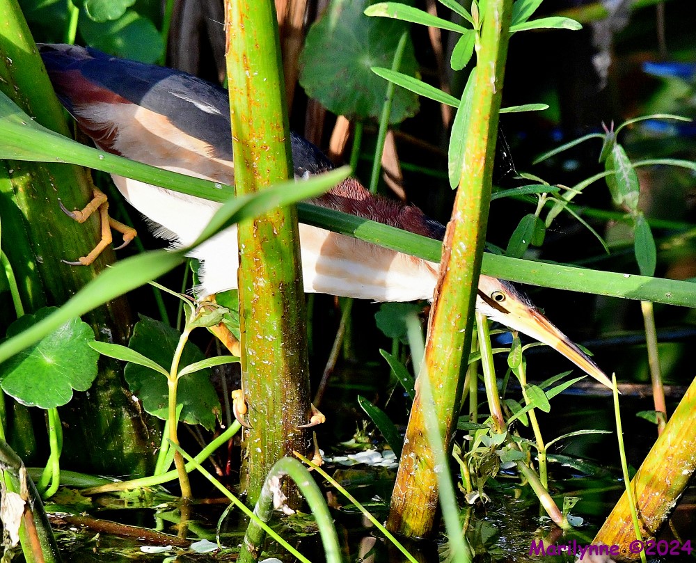 DSC_5515_001.JPG