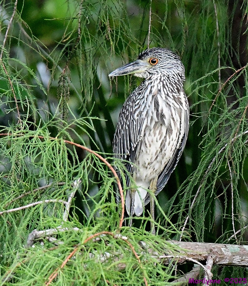 DSC_5516_001.JPG