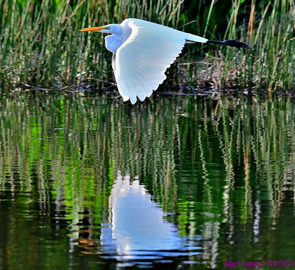 DSC_5517_001.JPG