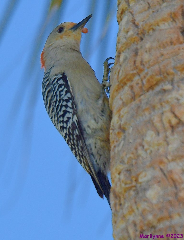 DSC_5518_001.JPG