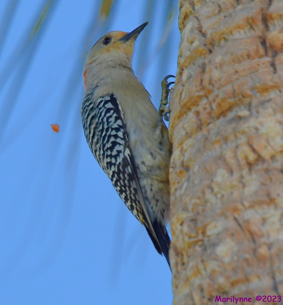 DSC_5519_001.JPG