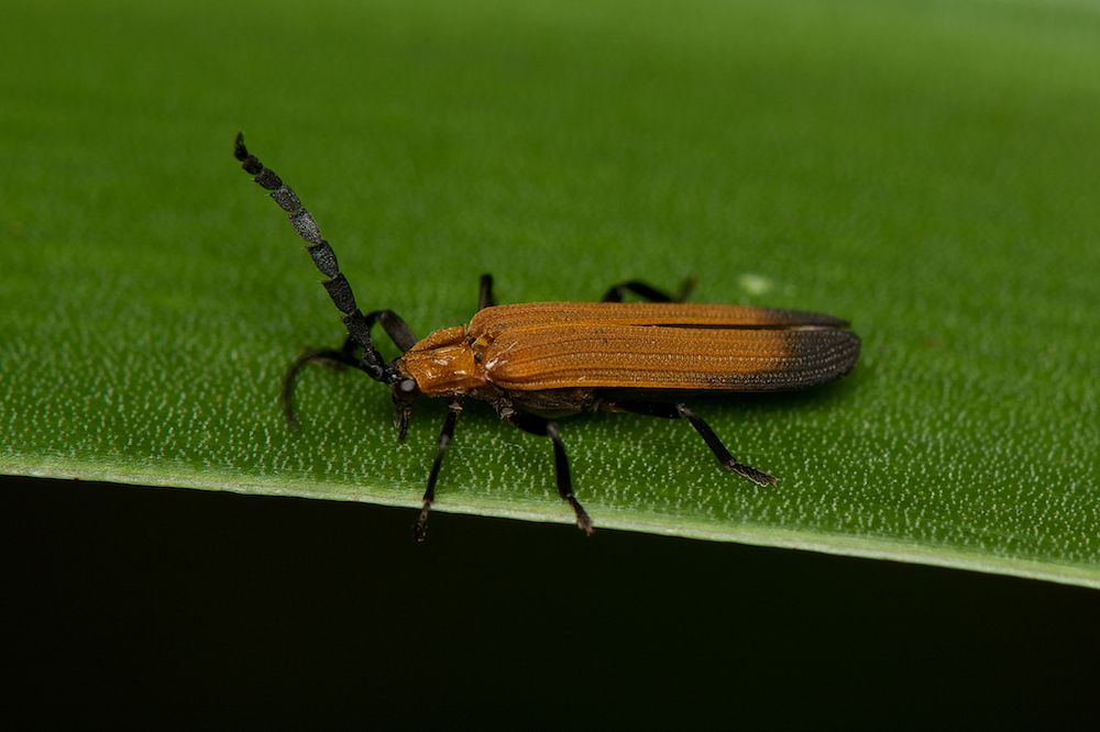 DSC_5521.jpg