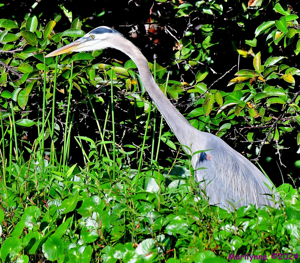 DSC_5522_001.JPG