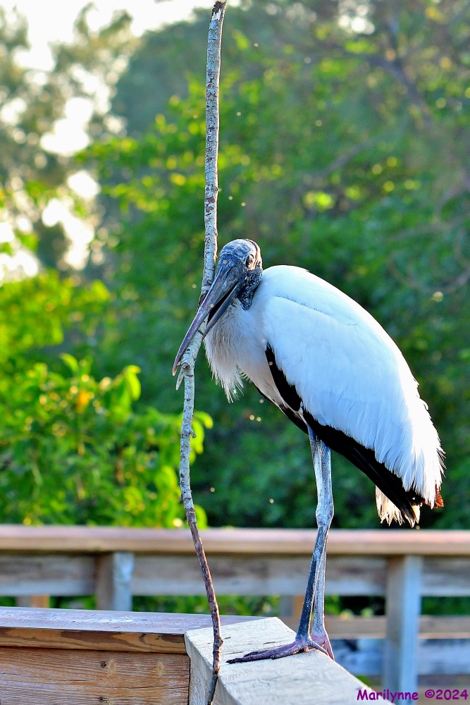 DSC_5524_001.JPG