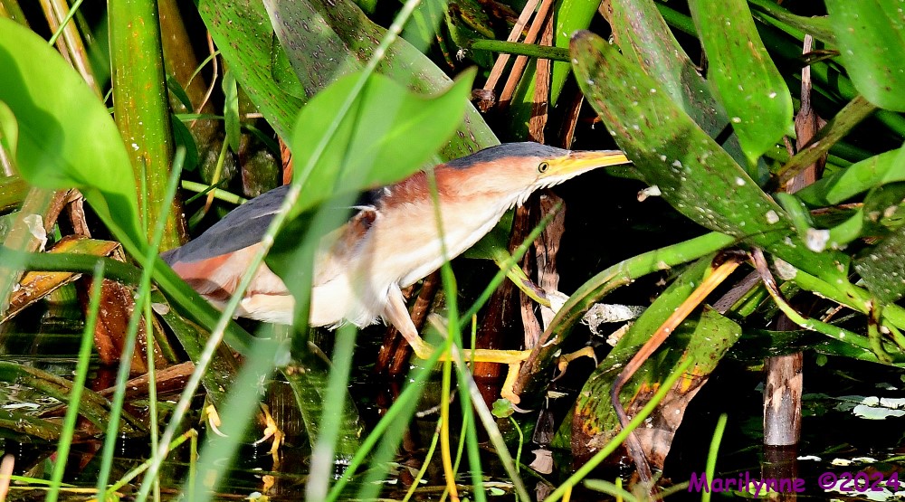 DSC_5525_001.JPG