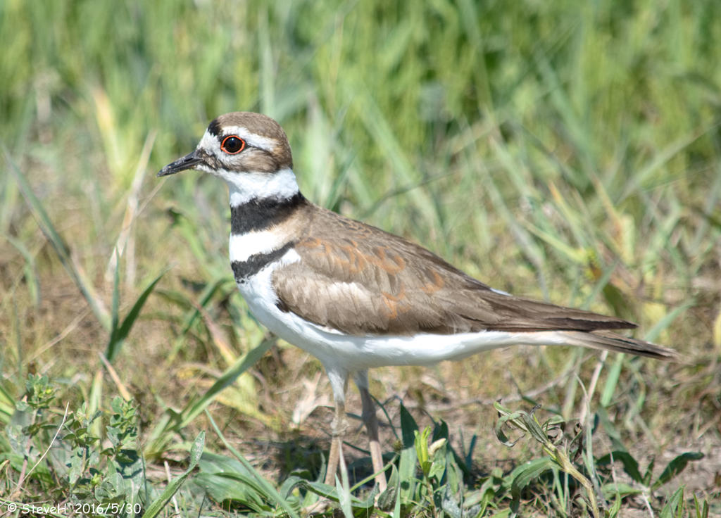 DSC_5527.jpg