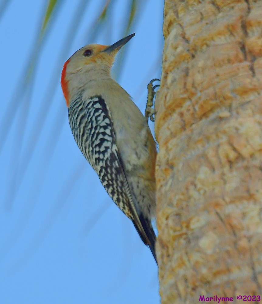 DSC_5527_001.JPG