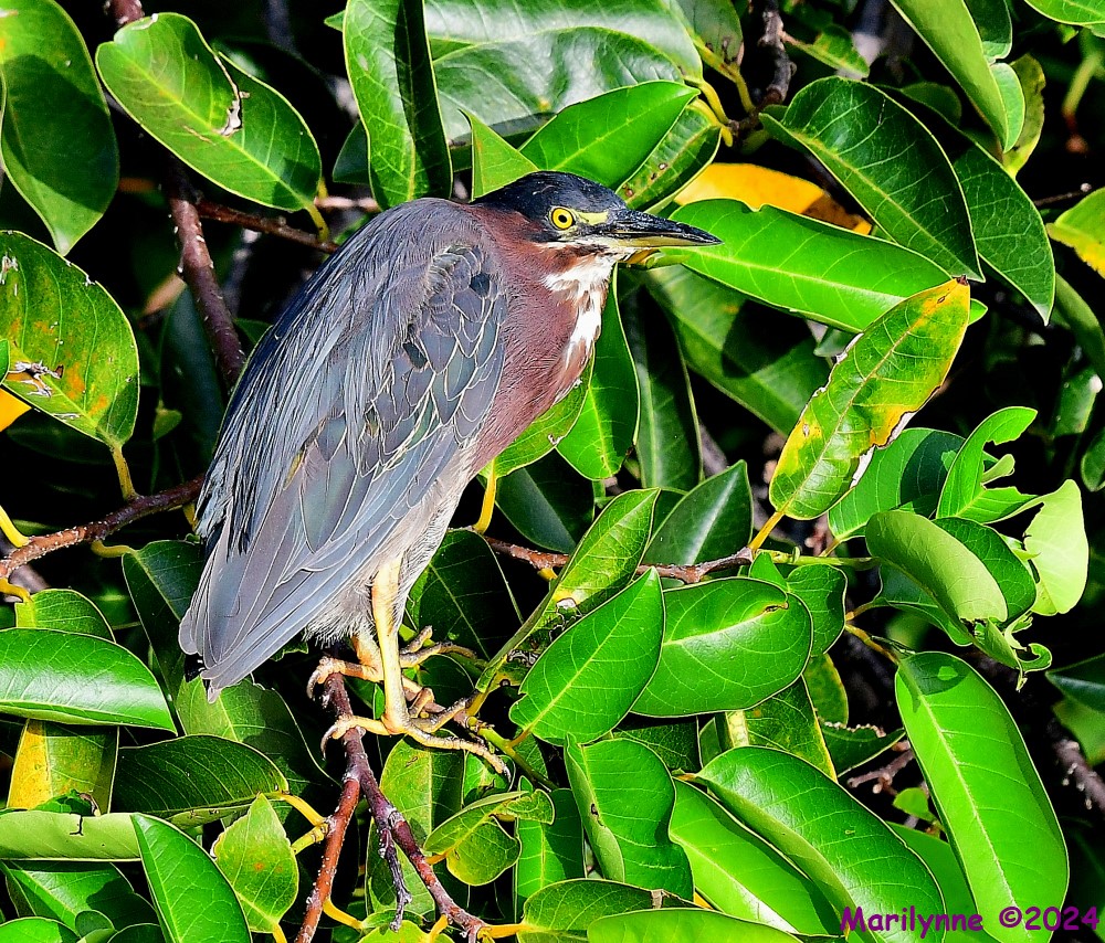 DSC_5527_001.JPG