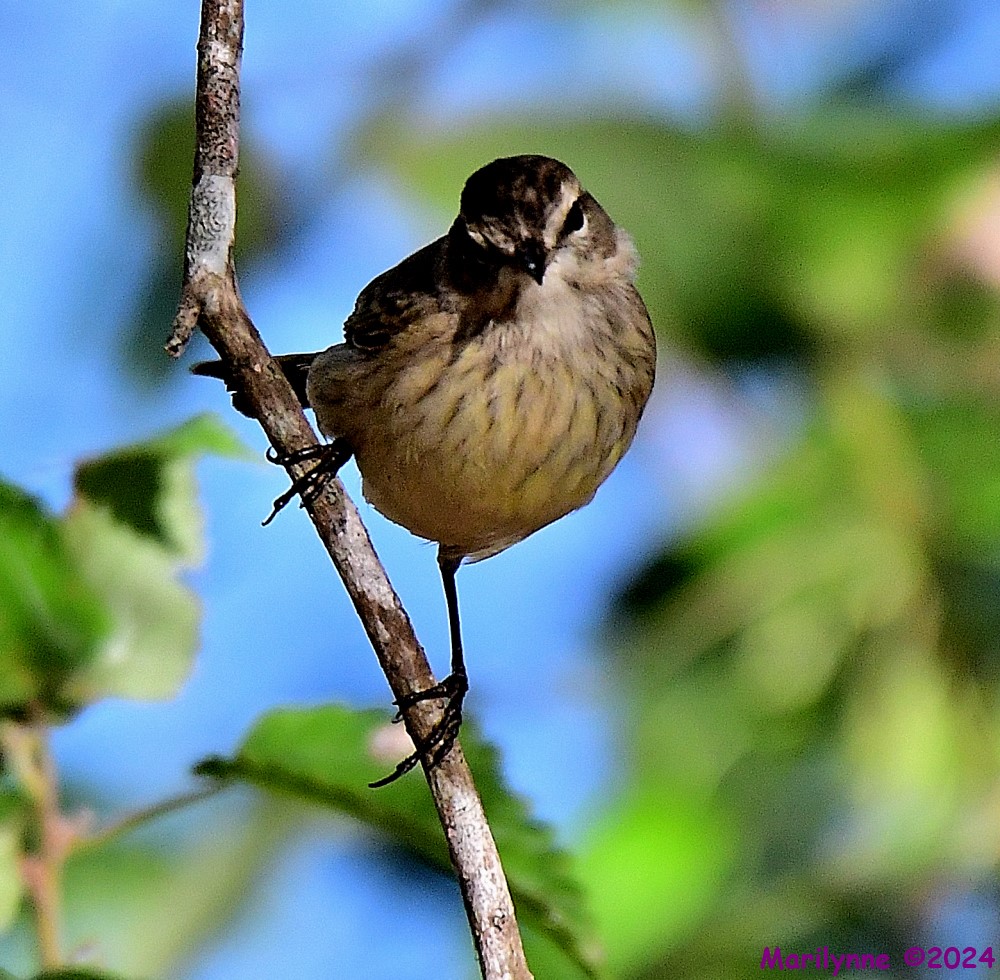 DSC_5527_001.JPG