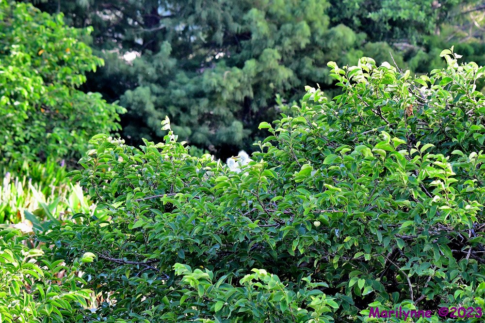 DSC_5528_001.JPG