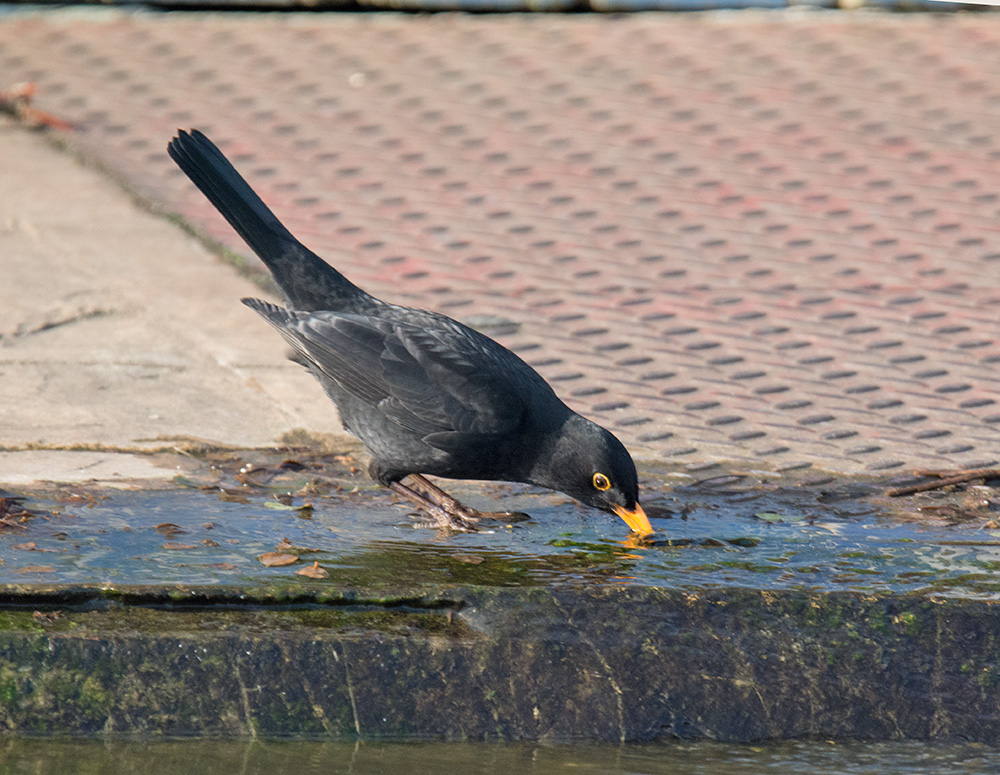 DSC_5529.jpg