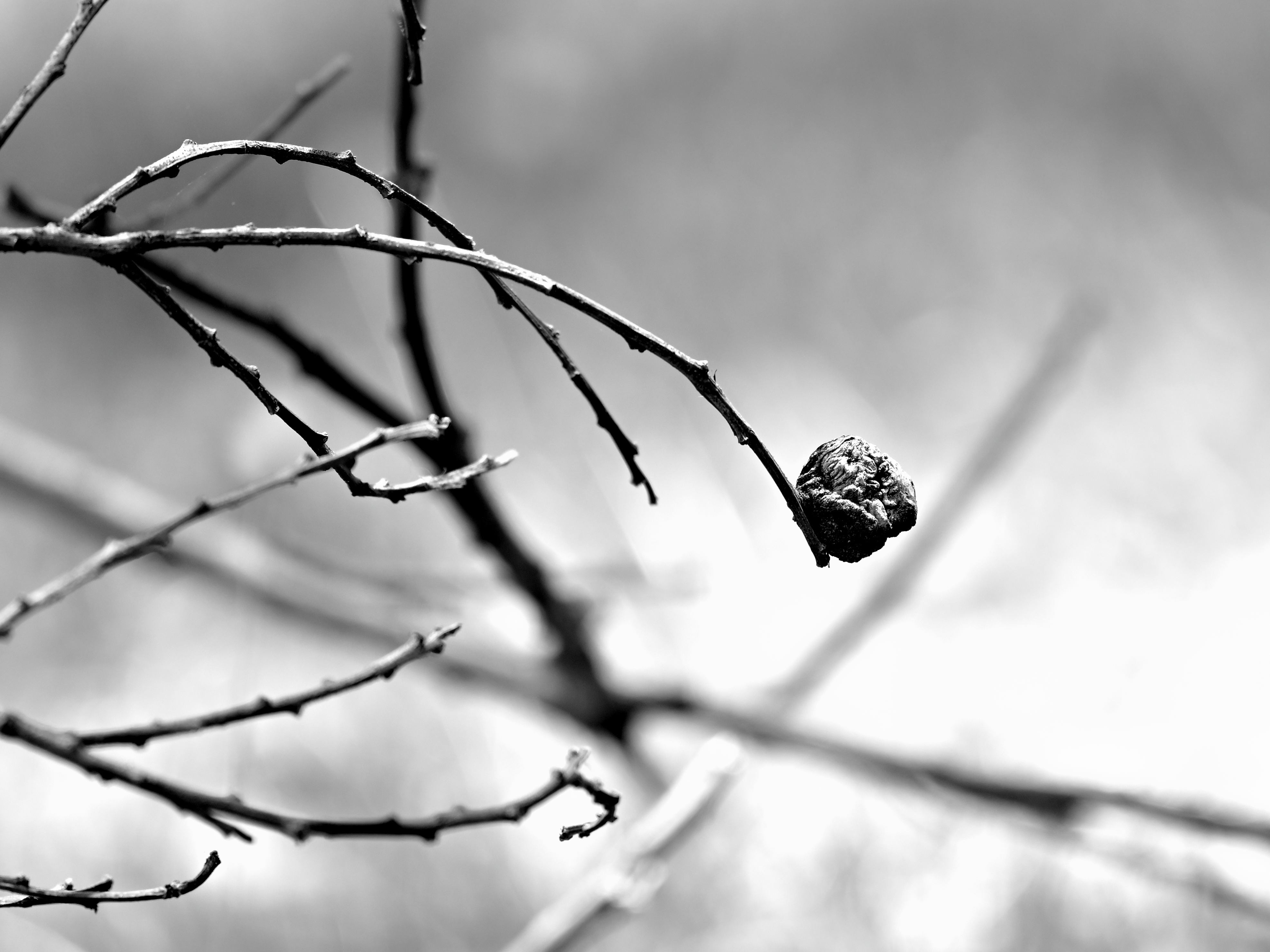 DSC_5529.JPG