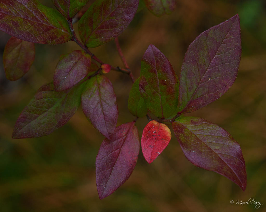 DSC_5530.jpg