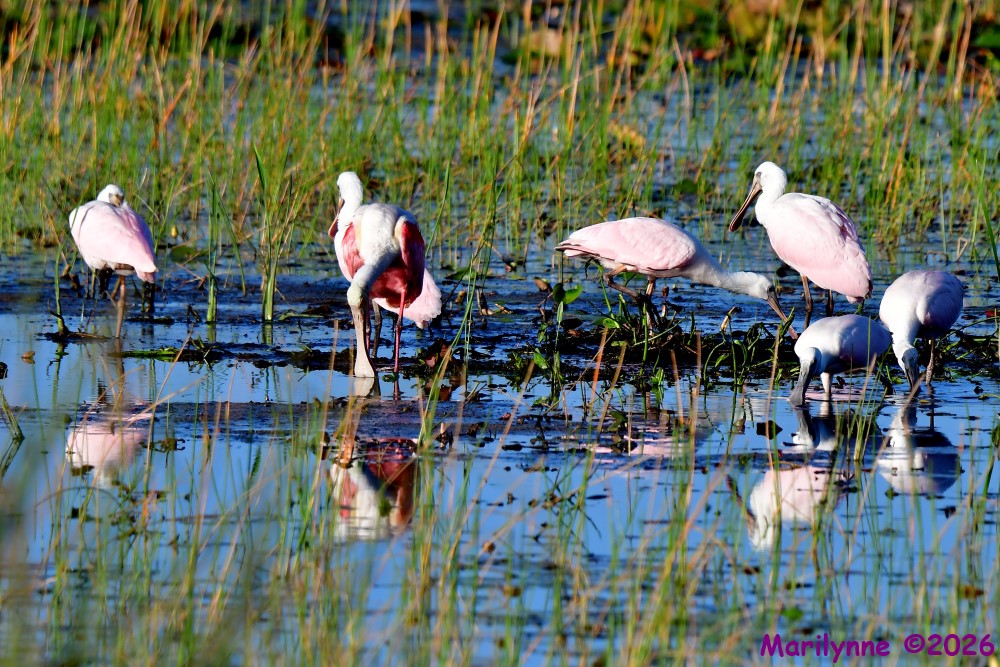DSC_5530_001.JPG