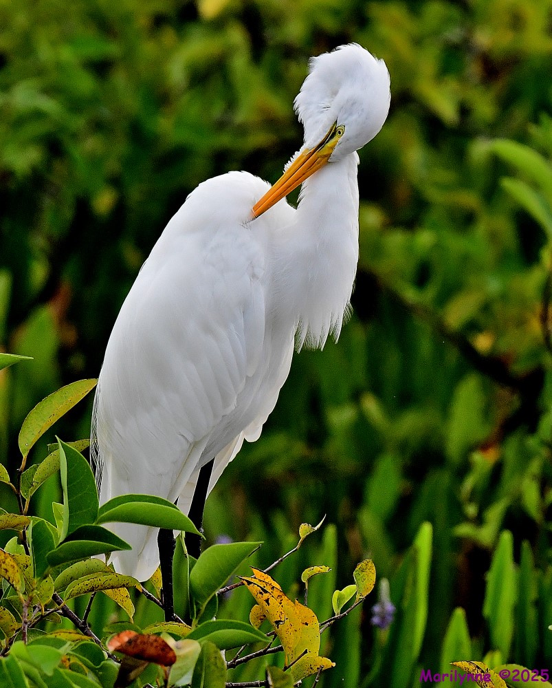 DSC_5531_001.JPG