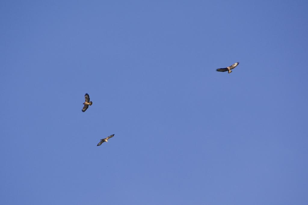 DSC_5532.jpg