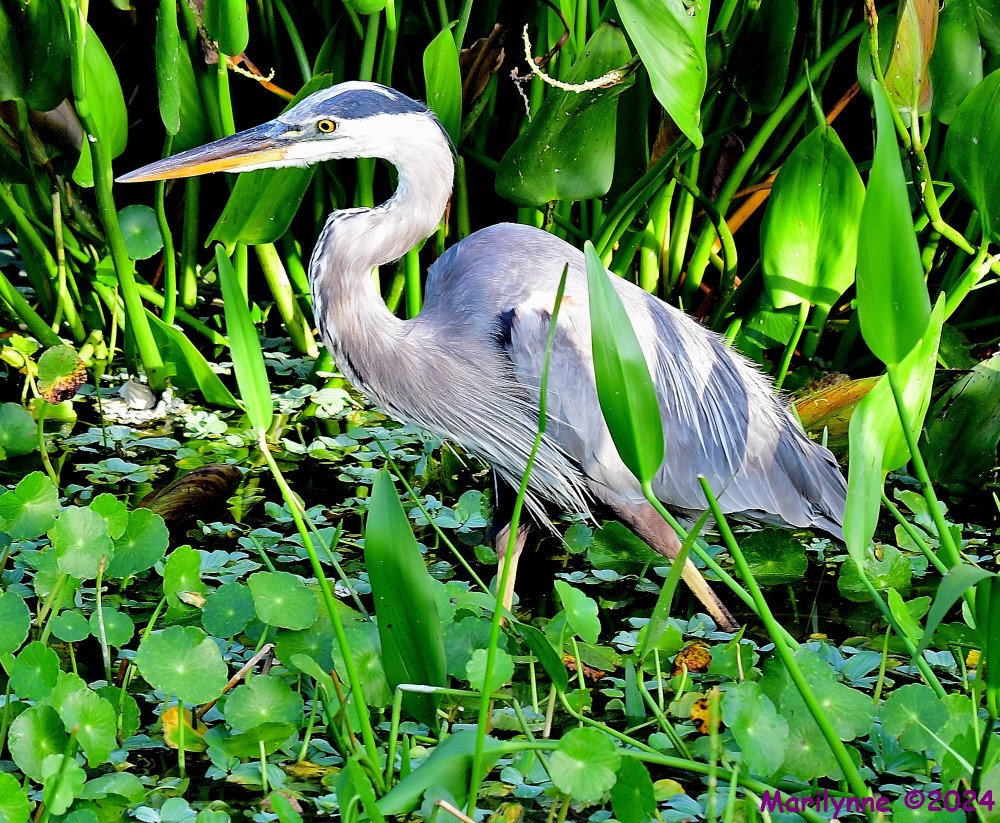 DSC_5533_001.JPG