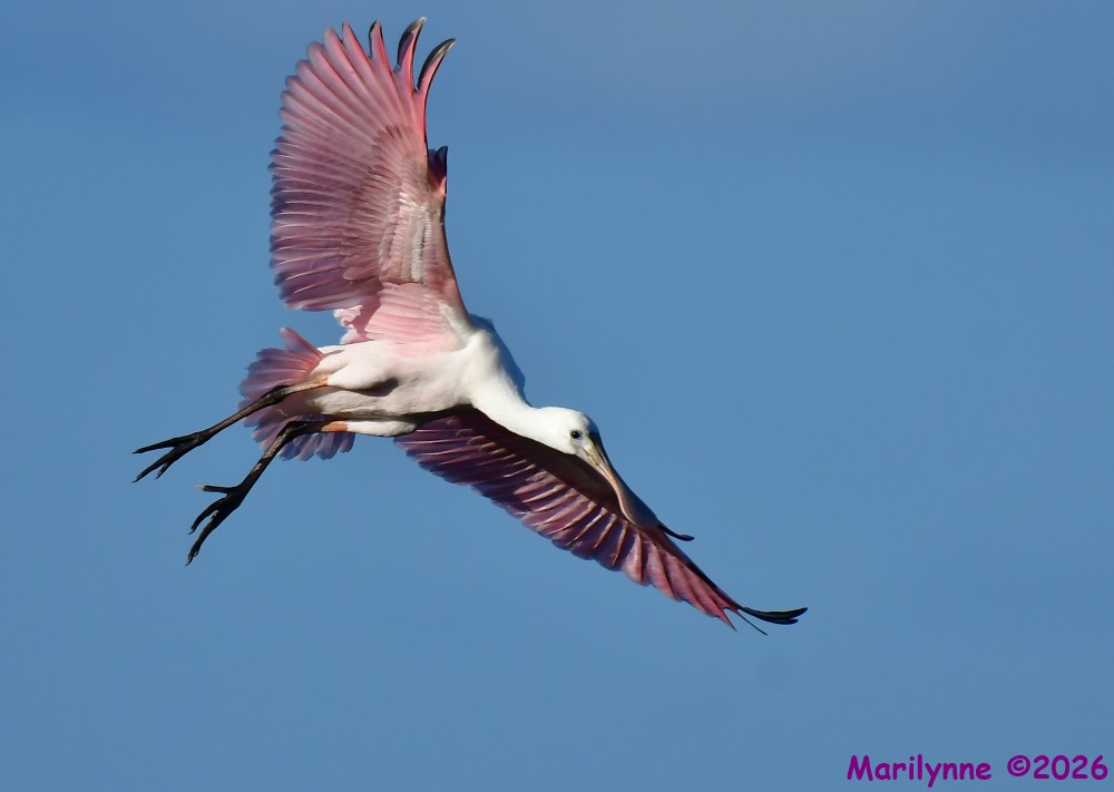 DSC_5533_001.JPG