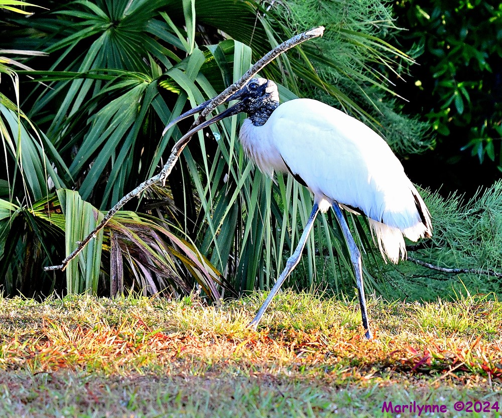 DSC_5534_001.JPG