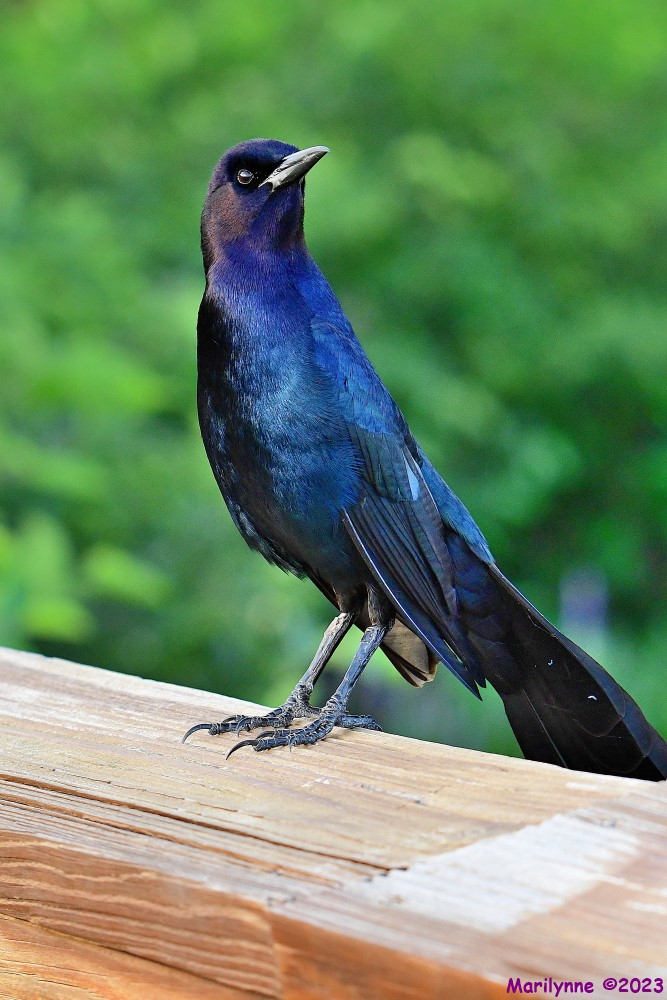 DSC_5535_001.JPG