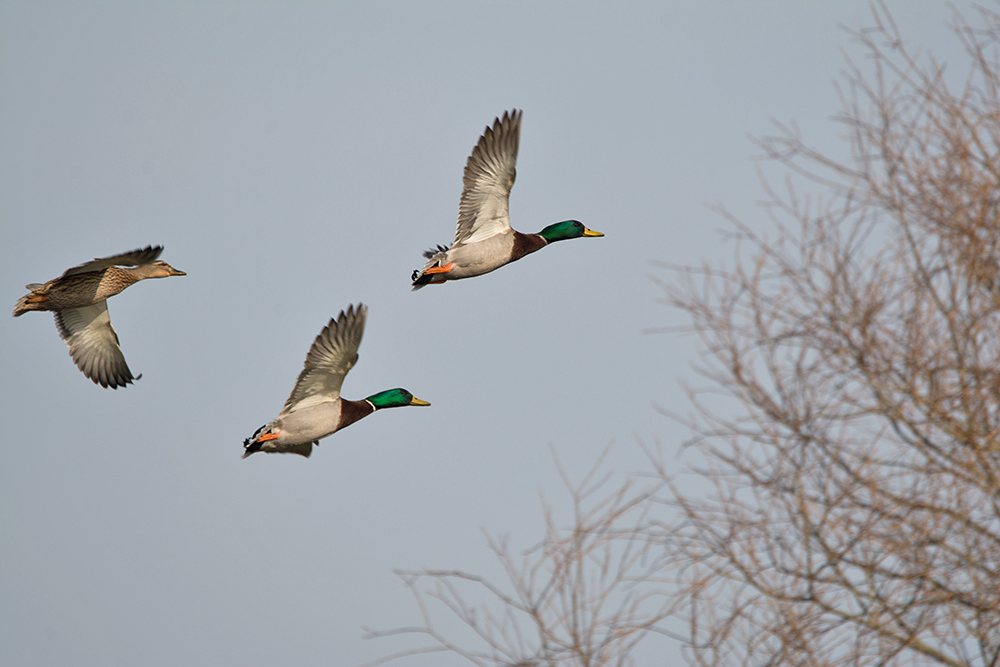 DSC_5537.jpg