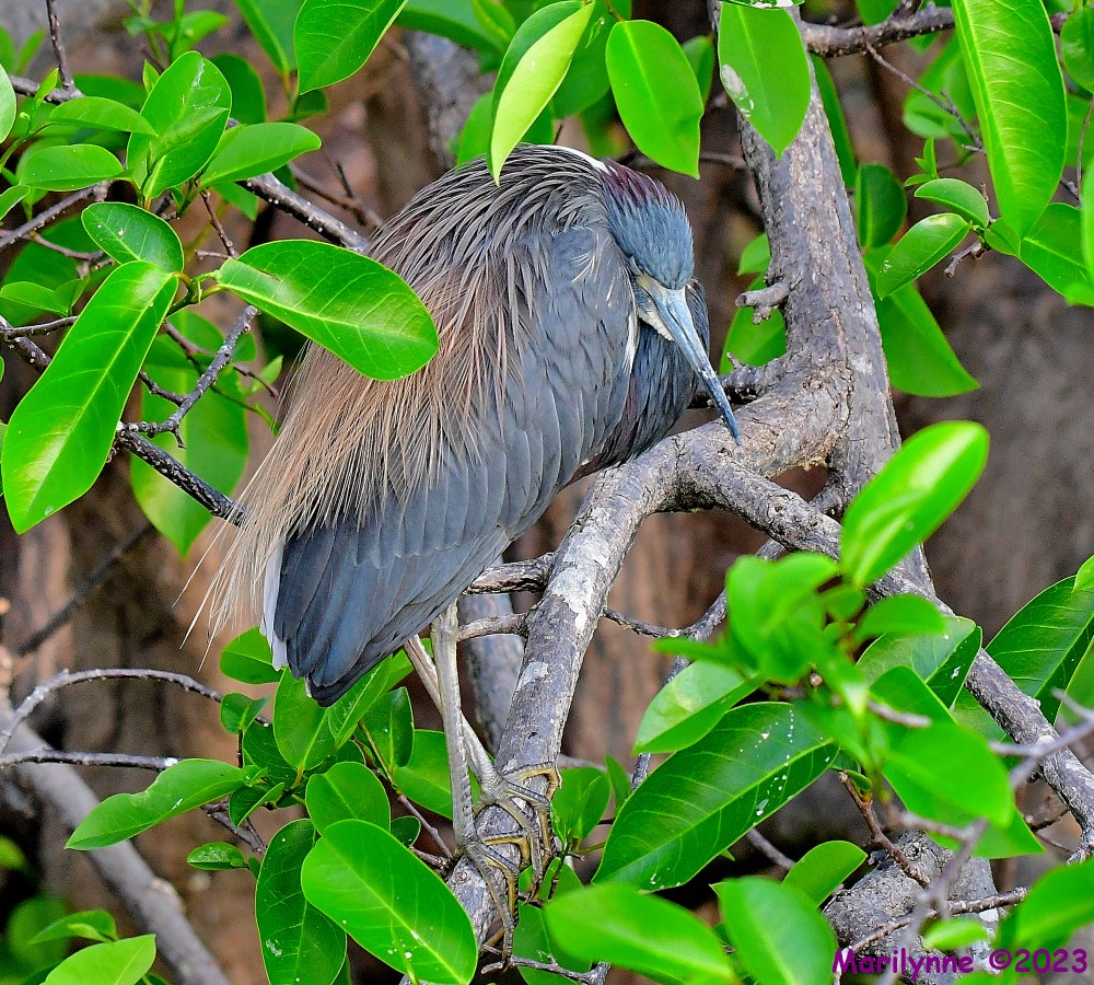 DSC_5537_001.JPG