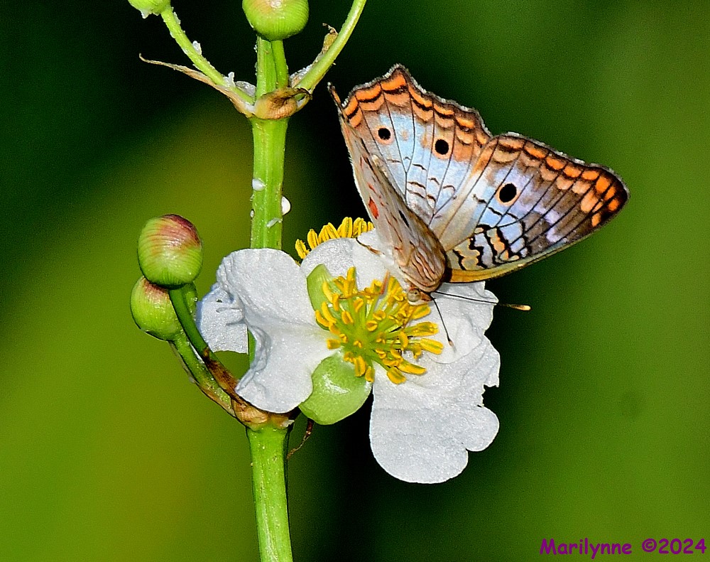DSC_5538_001.JPG