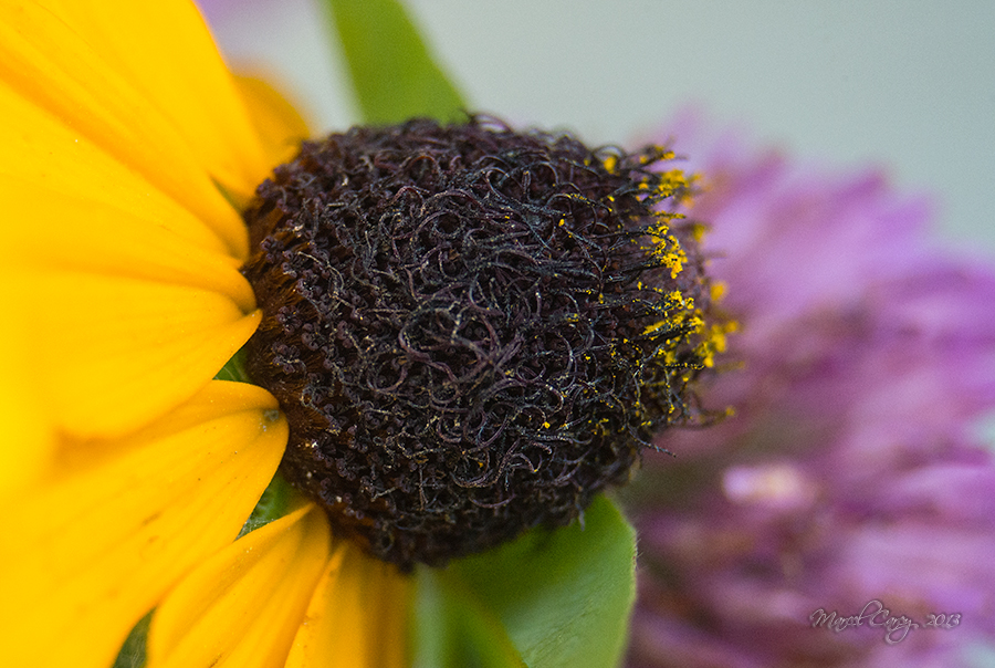 DSC_5542.jpg