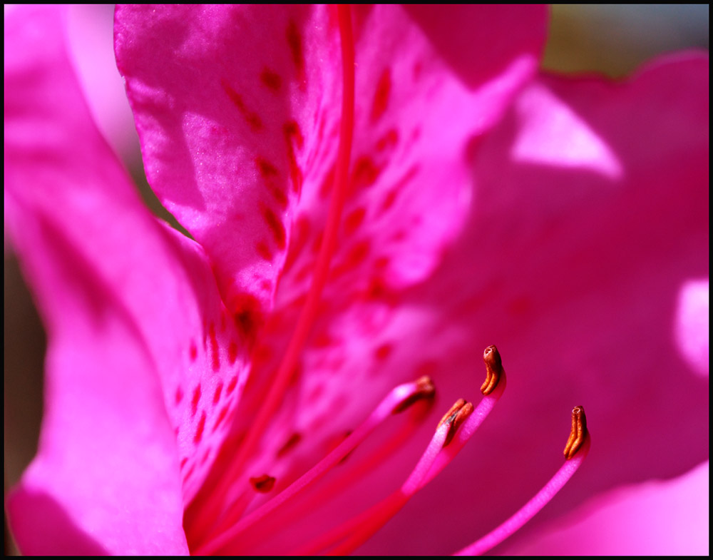 DSC_5545_tonemapped.jpg