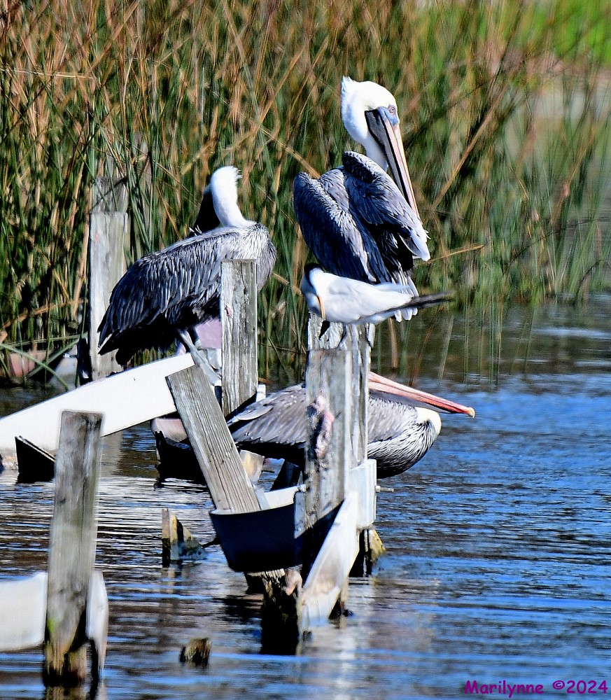 DSC_5546_001.JPG