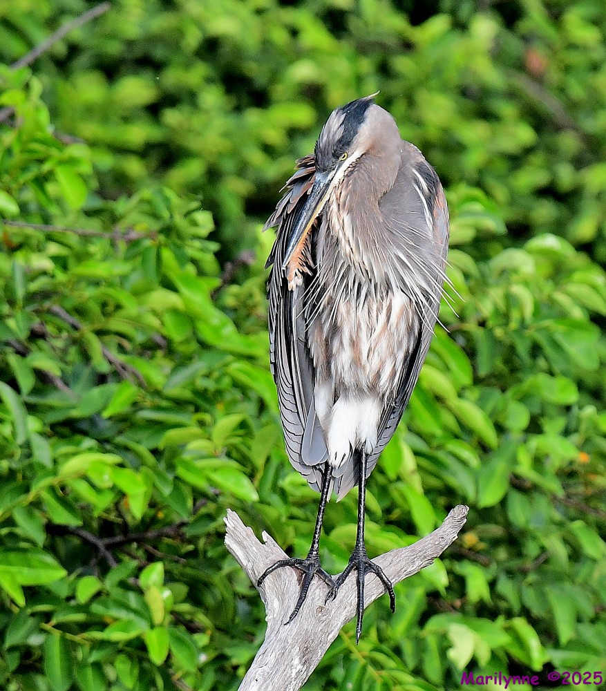 DSC_5546_001.JPG